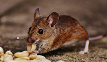 24 Hour & Emergency Exterminators in Kingwood, TX